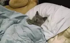 День тёплого одеяла.webp