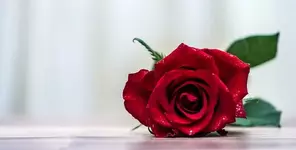 Дорогие участницы нашего форума! Поздравляем вас с Международным женским днём 8 марта.webp