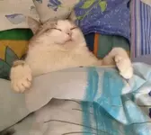 Международный День сна.webp