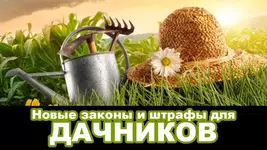 original.webp