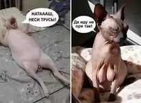 Сегодня отмечается День без трусиков.webp
