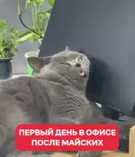 Врываемся в новую рабочую неделю после майских.webp
