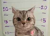 Кошечку в манишке задержали в Бангкоке.webp
