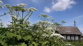 В России будут наказывать за сорняки на участке, штраф до 1 миллиона рублей.webp