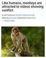 Макаки тоже любят TikTok, выяснили ученые. Особенно - драки и ссоры.webp