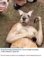 Хитрый кенгуру притворился, что он потерял сознание, чтобы обмануть туристов.webp
