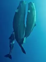 Киты часто спят вертикально.webp