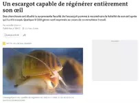 Ученые отрезали яблочной улитке глаз, а она за месяц вырастила его обратно, полностью, функци...webp