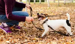 Собачников в Москве начали штрафовать ещё жёстче.webp