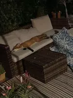 Фотки уставшей лисы разлетелись по соцсетям..webp