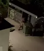 Медведь угнал мусорный бак в Сочи.webp