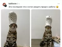 Этот кот попал в самую глупую ловушку и завирусился в сети.webp