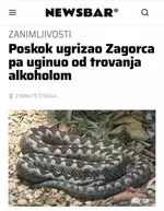 Гадюка укусила пьяного туриста и..webp