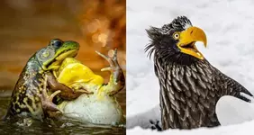 Отдохните минутку и посмотрите финалистов фотоконкурса....webp