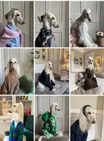 Афганская борзая по кличке Саманта стала новой звездой соцсетей..webp