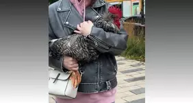 Петуха поймали в Москве.webp