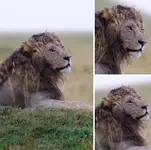 Льва с кудрявой гривой заснял фотограф..webp