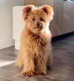 В сети в восторге от новой породы собак.webp