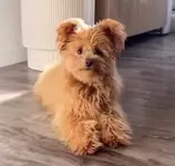 В сети в восторге от новой породы собак — помапу.webp