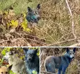 В Чернобыле появились жёлто-синие собаки.webp