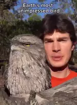 самая странная птица Австралии - дымчатый лягушкорот.webp