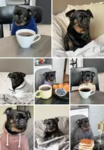 Пёс по кличке Чарли стал звездой интернета.webp