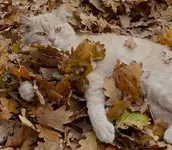 Лень – действенный способ в борьбе с осенней хандрой.webp