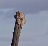 Настоящая спецоперация по спасению рыси.webp