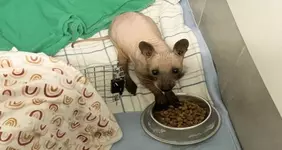 Внимание, так выглядит лысый енот.webp