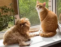 Кошкам в России чаще дают русские клички.webp