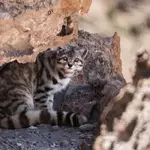 Андская кошка 4.webp