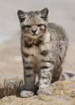 Андская кошка 3.webp