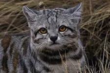 Андская кошка.webp