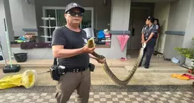 5-метровый питон проломил потолок в доме и съел котёнка.webp