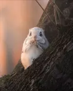 Фотограф смог снять самого милого жителя тайги 6.webp