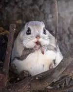 Фотограф смог снять самого милого жителя тайги 5.webp