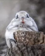 Фотограф смог снять самого милого жителя тайги 4.webp