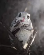 Фотограф смог снять самого милого жителя тайги 3.webp