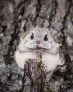 Фотограф смог снять самого милого жителя тайги 2.webp