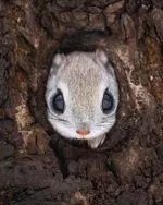 Фотограф смог снять самого милого жителя тайги.webp