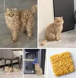 Кошка с идеальными кудряшками.webp