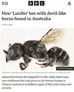 В Австралии ученые открыли новый вид пчел.webp