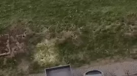 Крысиное царство обнаружено в Подмосковье.webp