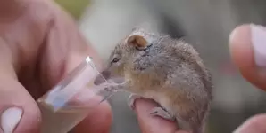 Хоботноголовый кускус или поссум-медоед.webp