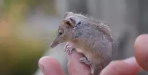 Хоботноголовый кускус..webp