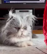 Самый «инопланетный» кот персидской..webp