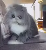 Самый «инопланетный» кот..webp