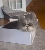 Самый «инопланетный».webp