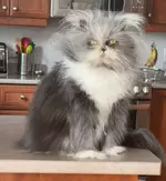 Самый «инопланетный» кот персидской породы.webp