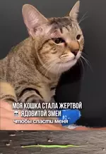 Кошка спасла семью от ядовитой гадюки на Бали.webp